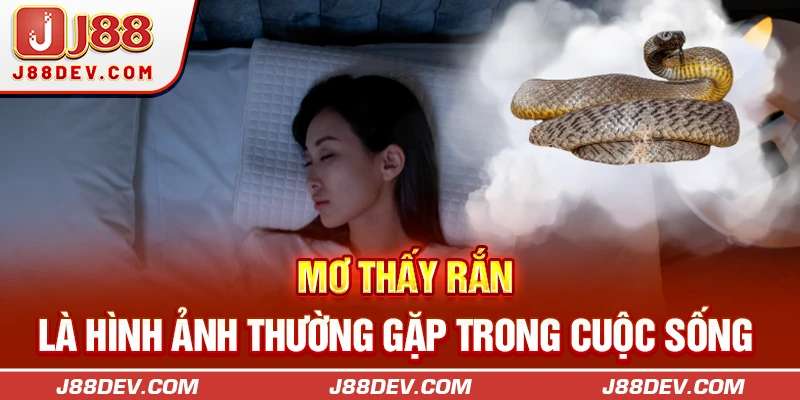 Mơ thấy rắn là hình ảnh thường gặp trong cuộc sống 